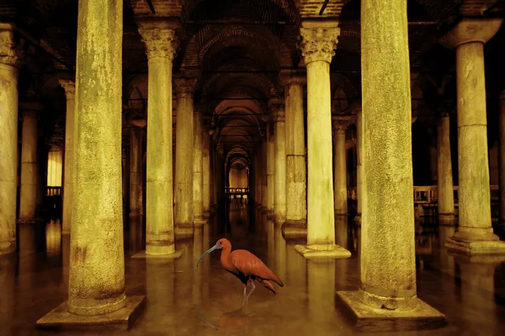 Un ibis rouge évoluant dans un lac souterrain avec de grandes colonnes jaunes.