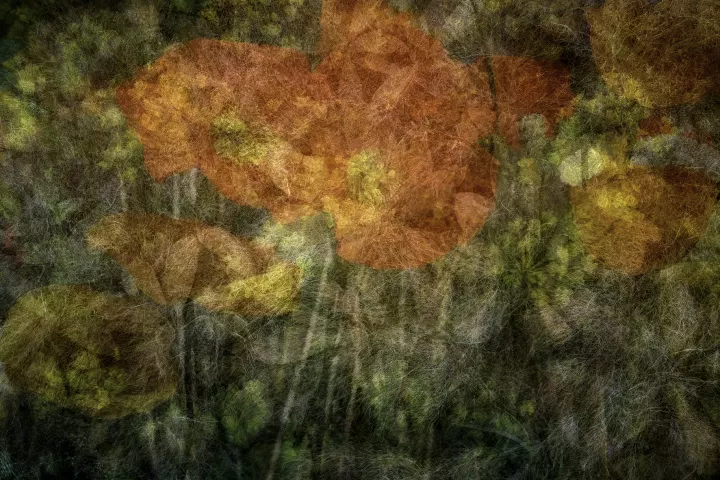 Superpositions de fleurs dans une dominante verte et orangée.