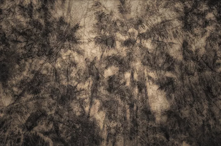 Images de forêts en surimpression sur une dominante de gris orangé.