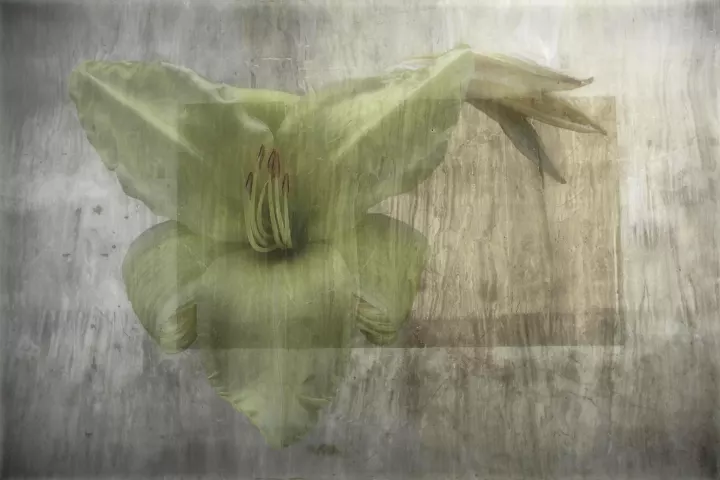 Une orchidée jaune en gros plan et en transparence sur un mur.