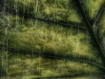 Le jardin des délices 018